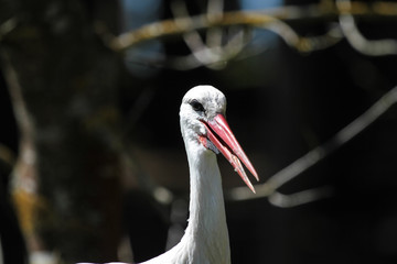 Weißstorch - Ciconia ciconia