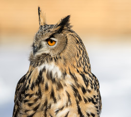 Uhu - Bubo bubo