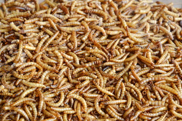 dried worm for feeding rodent or bird with lizard on wooden board