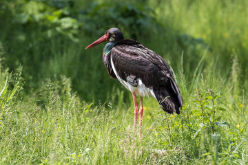 Schwarzstorch - Ciconia nigra