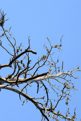 Branches of deadwood with blue sky.