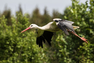 Weißstorch im Flug - Ciconia ciconia