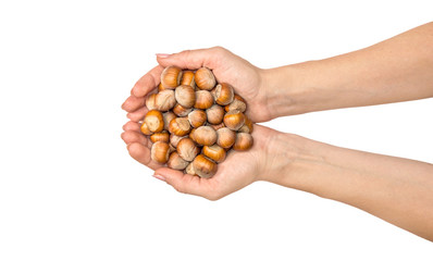 Hazelnuts in female hand. Isolated on white