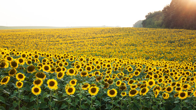 Field with sunflowers