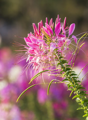 Blossoming pink flowers in garden