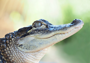 Closeup of a Young Alligator © sdbower