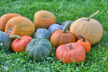 Pumpkins and squashes