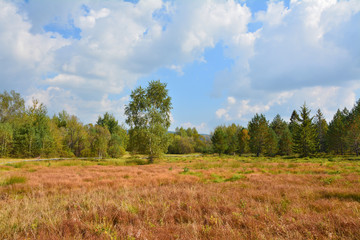 Fototapeta premium Peat bog in polish mountains