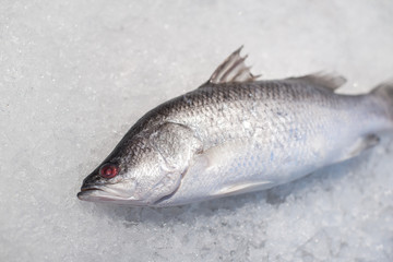 Fresh Sea bass fish on crushed ice