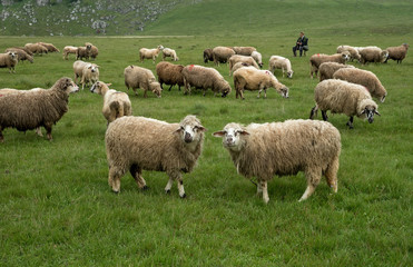 Sheep grazing on a meadow