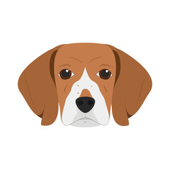 Beagle dog isolated on white background vector illustration