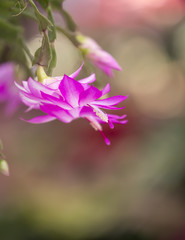 Fototapeta premium Blooming pink cactus flower