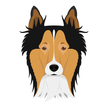 Collie Rough dog isolated on white background vector illustration