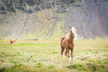 Iceland horses