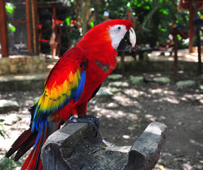 colorful parrot