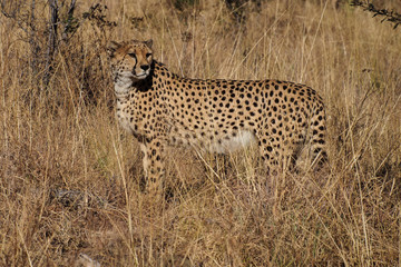 Namibia - Acinonyx jubatus - Gepard beim Game Drive