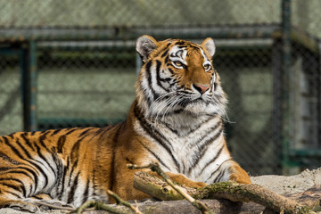 Tiger - Panthera tigris