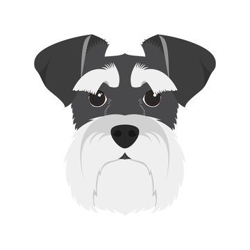 Schnauzer cartoon 2024