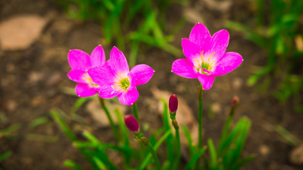 Fototapeta premium Selective focus. Beautiful pink rain lily / lotus soil in the garden after raining.