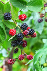 sweet blackberry bush