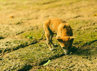 puppy running in the park with soft tone