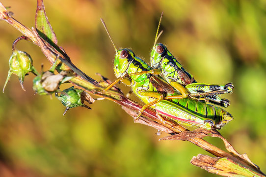 Two Grasshoppers (crickets) On The Twig