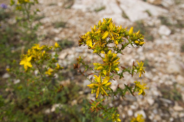 Obraz premium St John's wort (Hypericum perforatum)