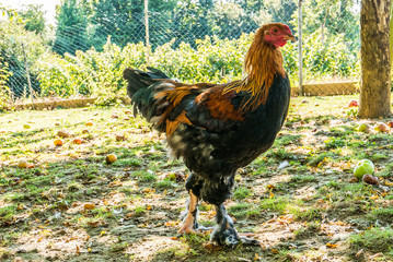 Freilaufende Hühner