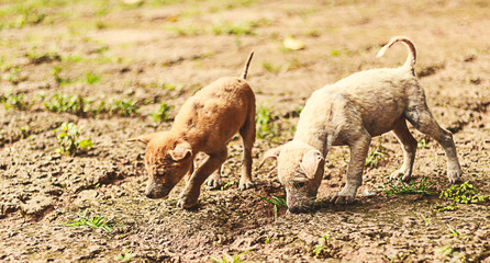 puppy running in the park