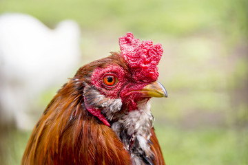 Пернатый петух 