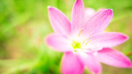 Fototapeta premium Selective focus. Beautiful pink rain lily / lotus soil in the garden after raining.