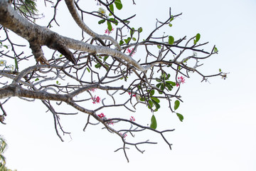 Beautiful bright pink plumeria soft on the tree.
