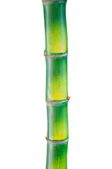 green trunk bamboo isolate on white background