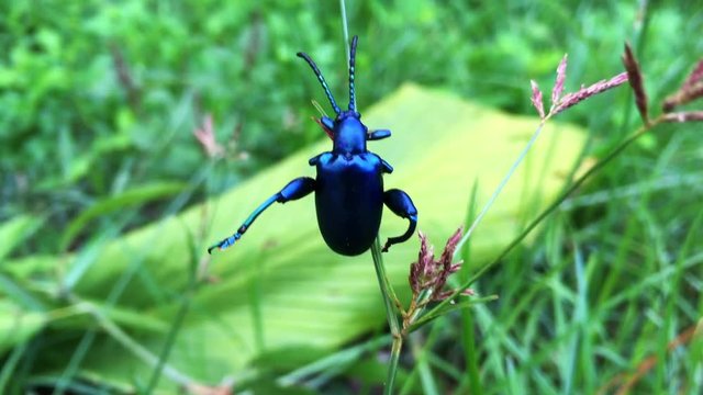 metallic blue leaf beetle on the grass in the morning

