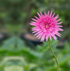 Pink gerbera
