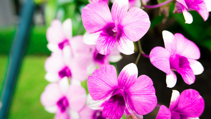 Fototapeta premium Selective focus. Beautiful Pink Orchids in the garden after raining.