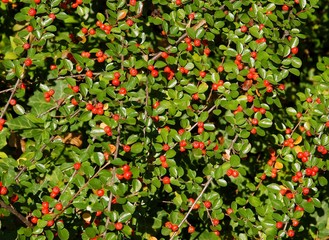 burberry bush with red berries