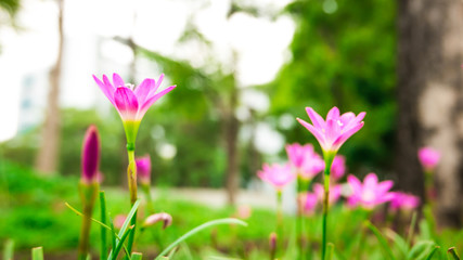 Obraz na płótnie Canvas Selective focus. Beautiful pink rain lily / lotus soil in the garden after raining.