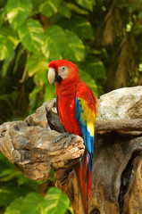 bright colorful parrot at jungles