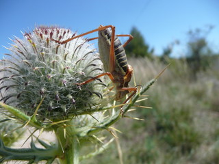sauterelle sur un chardon
