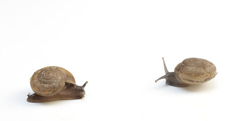 Snail