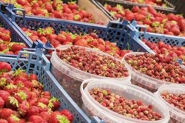 Fototapeta na wymiar Ripe red strawberries containers on the counter, background