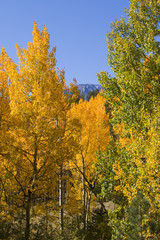 Fototapeta premium Autumn on Pikes Peak