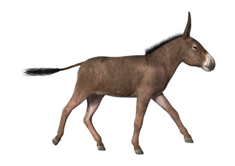 3D Rendering Donkey on White