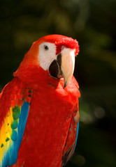 colorful parrot