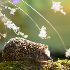 Igel mit Blumen im herbstlichen Sonnenlicht