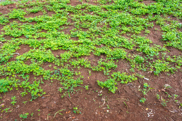 grass texture image day time