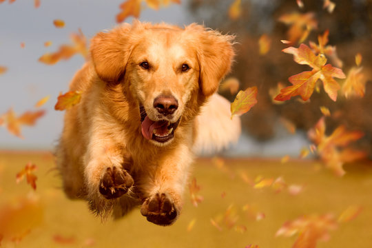 Hund, Golden Retriever springt durch Herbstlaub