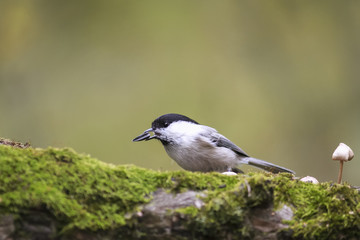 bird bird in autumn Park eats seeds