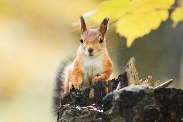 funny fluffy red squirrel sitting on a stump in the autumn Park and eating the seeds